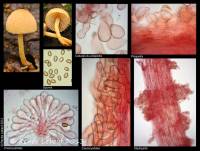 Pholiota pseudosiparia image