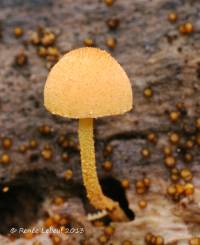 Pholiota pseudosiparia image