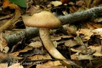 Pholiota terrestris image