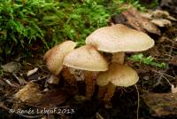 Pholiota terrestris image