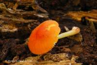 Pluteus aurantiorugosus image