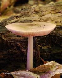 Pluteus cervinus image