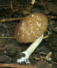 Pluteus deceptivus image