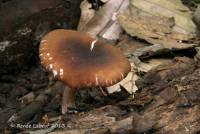 Pluteus deceptivus image