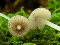 Pluteus hispidulus image