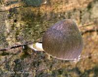 Pluteus longistriatus image