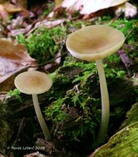 Pluteus phlebophorus image