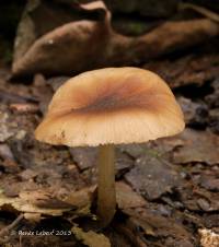 Pluteus phlebophorus image