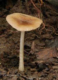 Pluteus phlebophorus image