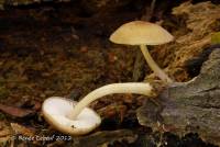 Pluteus plautus var. plautus image