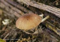 Pluteus podospileus image