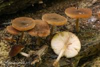 Pluteus seticeps var. cystidiosus image