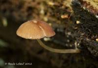 Pluteus podospileus image