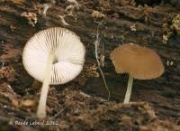 Pluteus podospileus image