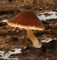 Pluteus seticeps var. cystidiosus image