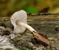 Pluteus seticeps var. cystidiosus image