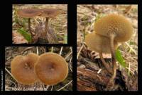 Polyporus arcularius image