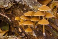 Psathyrella piluliformis image