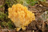 Ramaria flavigelatinosa var. fragrans image