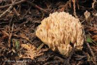 Ramaria suecica image