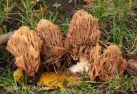 Ramaria apiculata image