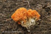 Ramaria botrytoides image