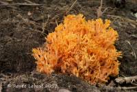 Ramaria botrytoides image