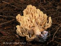 Ramaria brunneicontusa image