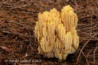 Image of Ramaria brunneicontusa