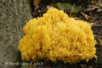 Ramaria aurea image