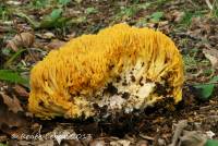 Ramaria subtilis image