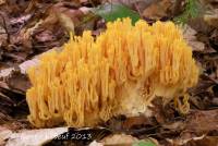 Ramaria flavigelatinosa image