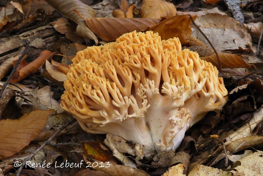 Ramaria flavosalmonicolor image