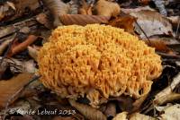 Ramaria flavosalmonicolor image