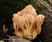 Ramaria holorubella image