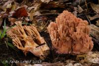 Ramaria holorubella image