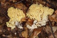 Ramaria primulina image