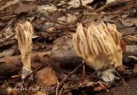 Ramaria suecica image