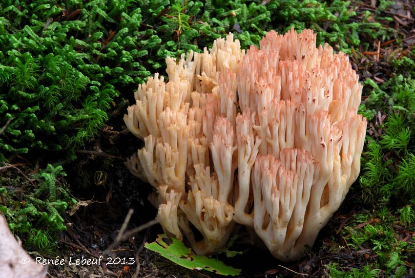 Ramaria zeppelinospora image