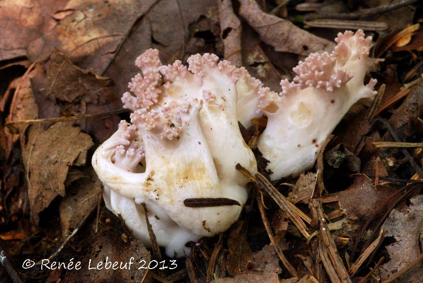 Clavaria arborea image