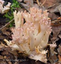 Clavaria arborea image