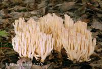 Clavaria arborea image