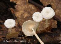 Resinomycena rhododendri image