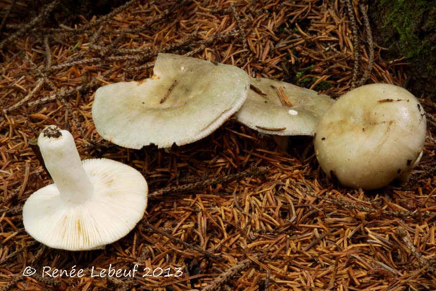 Russula aeruginea image