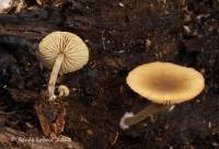 Simocybe centunculus var. centunculus image