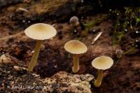 Simocybe centunculus var. centunculus image