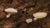 Simocybe serrulata image