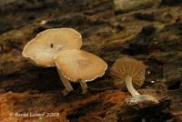 Simocybe serrulata image