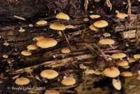 Simocybe centunculus var. centunculus image