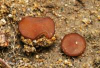 Image of Sphaerosporella hinnulea